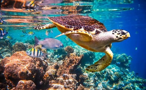Mangrove Exploration, Horseback Riding, and Snorkeling in Roatan