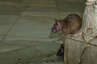 Rat in Temple