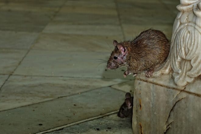 Rat in Temple
