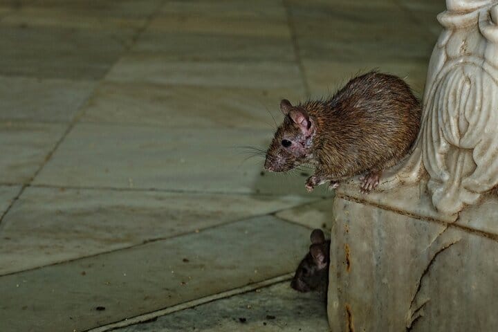 Rat in Temple