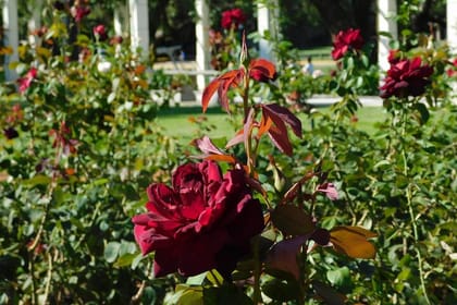 Discover nature at Buenos Aires city “The Palermo Woods”