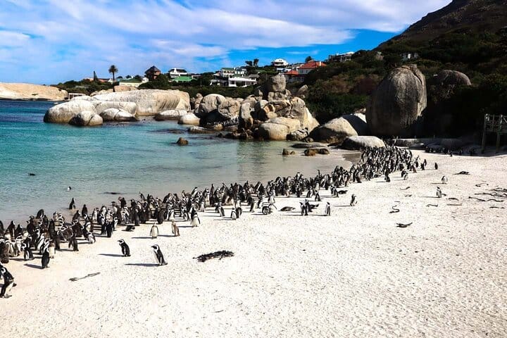 Cape Point , Boulder Beach Penguins and Cape of Good Hope Tour. 6