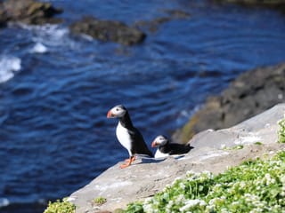 Reykjavík Premium Puffin Watching, photo 14