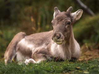 Seyðisfjörður: Puffins, Reindeer & Eastfjords Tour, photo 11