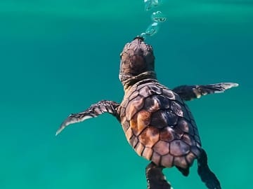 Abu Dabbab Full Day Snorkeling with Turtles & Dugong – Hurghada