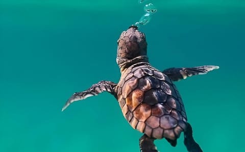 Abu Dabbab Bay Full-Day Snorkeling Tour from Hurghada