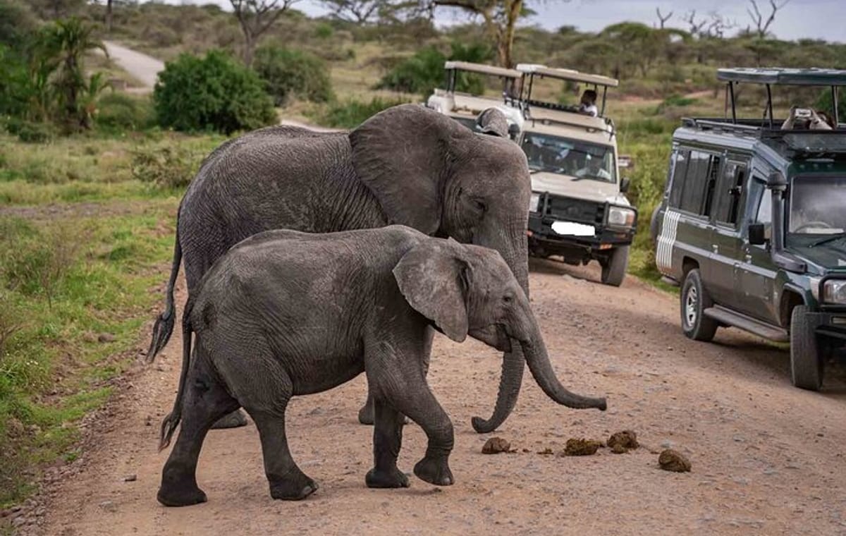 Amboseli National Park Guided Day Tour