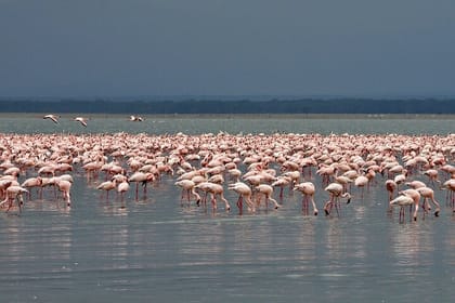 Explore Wildlife In Lake Nakuru National Park Guided Day Tour