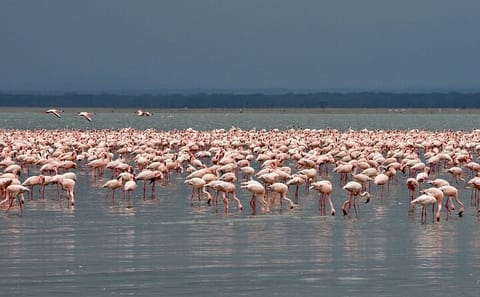 Guided Day Tour of Wildlife in Lake Nakuru National Park