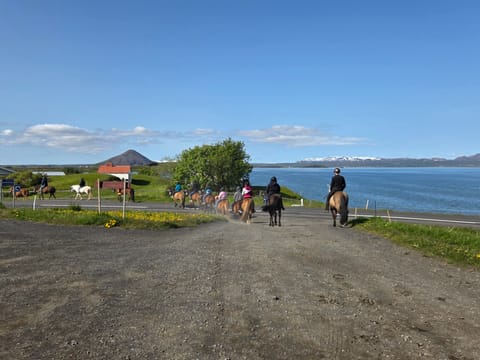 1 hour Riding tour Lake Myvatn area, photo 2