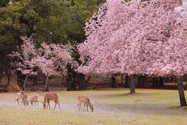 Nara Custom Day Tour