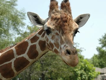 Giraffe House, Cheetah Encounter and Wine Tasting in Cape Town