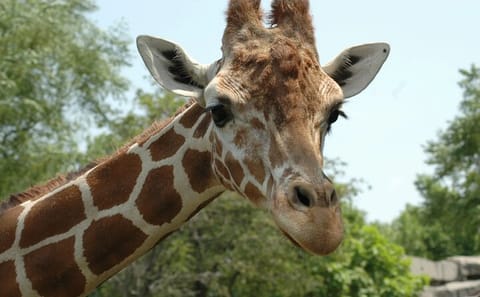 Giraffe House, Cheetah Encounter and Wine Tasting in Cape Town