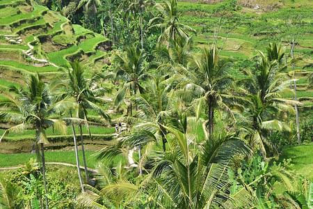 Private Bali Tour: Discover Waterfalls, Temples, and Lush Landscapes