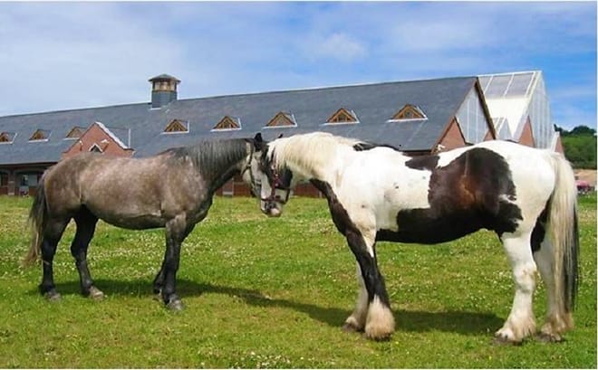 Killarney National Park horseback ride. Kerry. Guided. 2 hours. 9