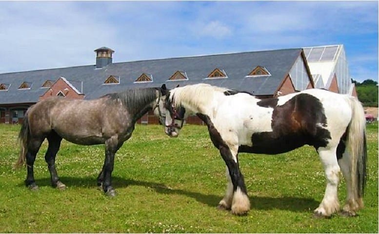 Killarney National Park horseback ride. Kerry. Guided. 2 hours. 9