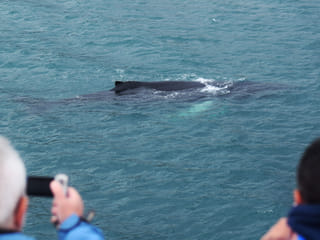 Whale Watching from Reykjavík & Akureyri, photo 7