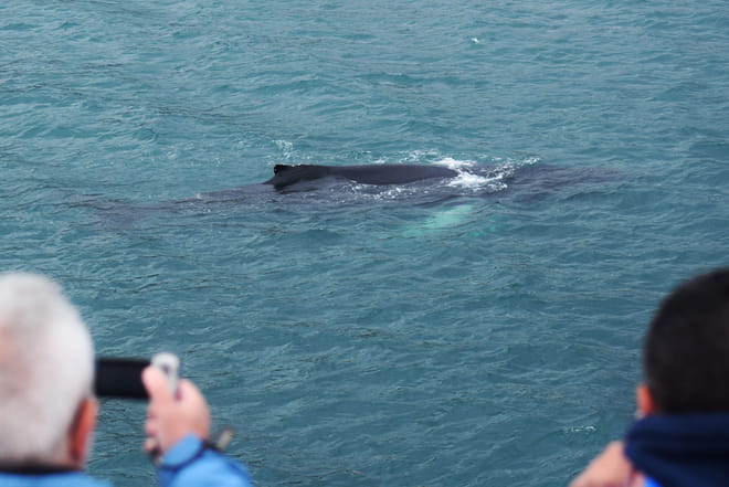Whale Watching from Reykjavík & Akureyri 6