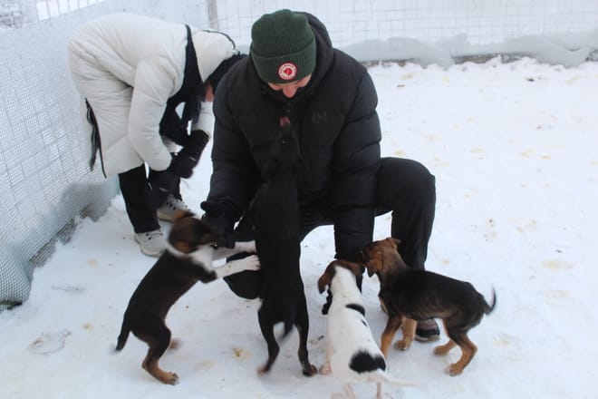 1,5 hour husky experience - 5km Husky Safari & Farm Visit 3