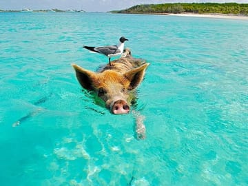 Private Longtail Boat Tour to Koh Madsum and Koh Tan