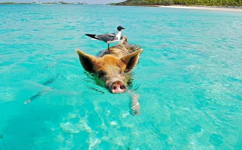Private Longtail Boat Tour to Koh Madsum and Koh Tan