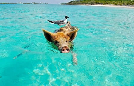 Private Longtail Boat Tour to Koh Madsum and Koh Tan