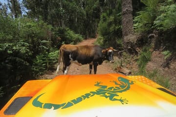 Southwest Madeira 4x4 Adventure Tour: Calheta to Jardim do Mar