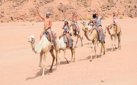 ATV Quad Bike Safari and Camel Ride in Hurghada