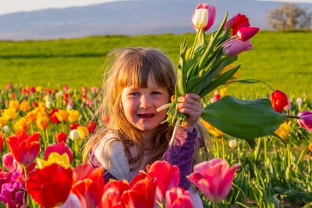 Tulip Festival Adventure: Skagit Valley, La Conner & Deception Pass