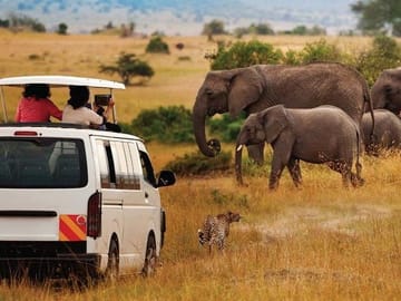 Masai Mara Game Drive
