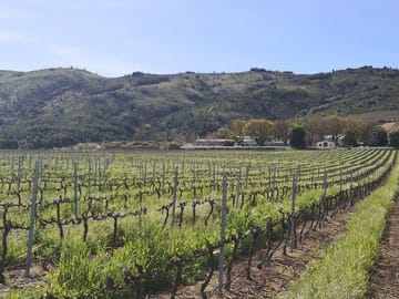 Vineyards with cover crops Stellenbosch