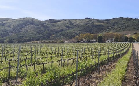 Private Full Day Wine Tour from Cape Town to Stellenbosch