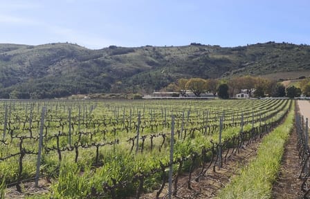 Private Full Day Wine Tour from Cape Town to Stellenbosch