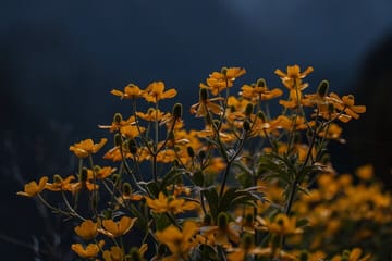 Hiking Tour to Pico Ruivo and Achada do Teixeira in Funchal