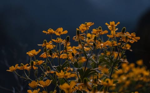 Hiking Tour to Pico Ruivo and Achada do Teixeira in Funchal