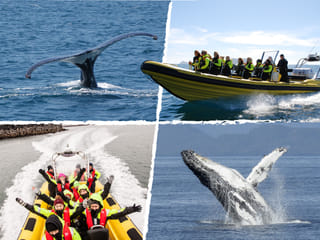 Whale Watching from Downtown Reykjavik by RIB Speedboat , photo 22