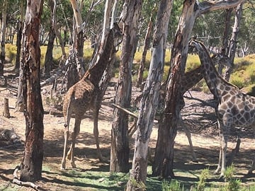 Private Big 5 Safari Experience from Cape Town with Lunch