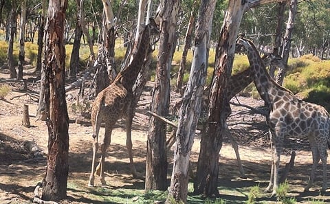 Private Big 5 Safari Experience from Cape Town with Lunch