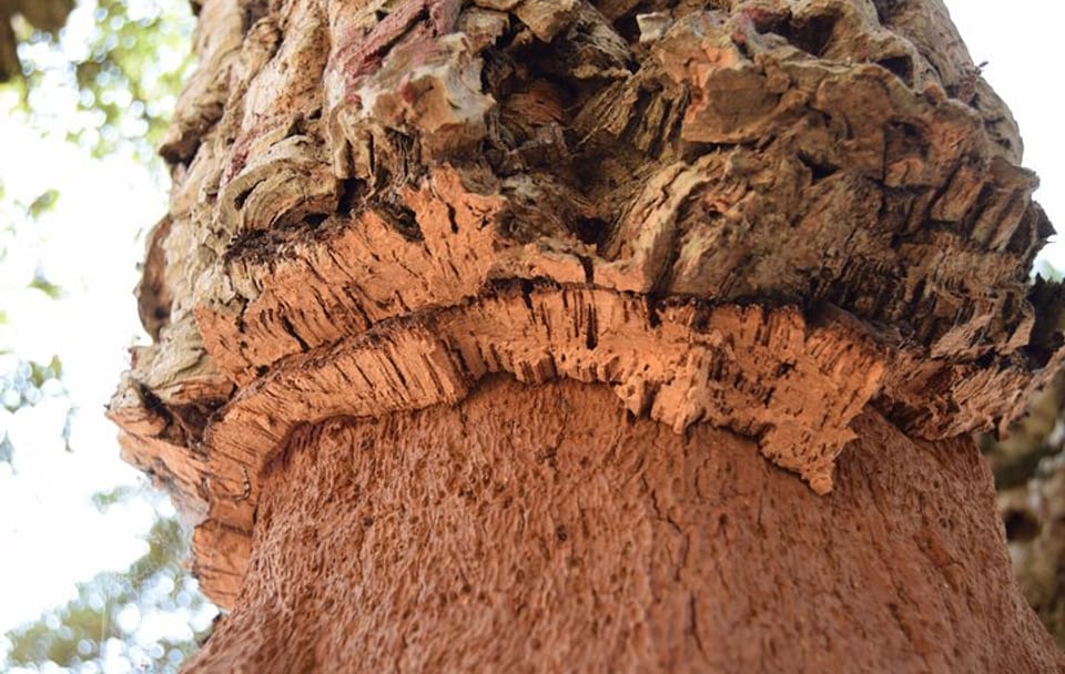 Cork Production and Castle Tour in Évora and Evoramonte