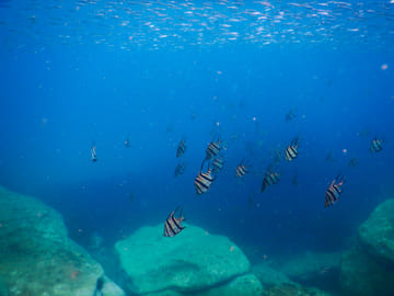 Private Snorkeling Tour of Sydney's Bronte-Coogee Reserve