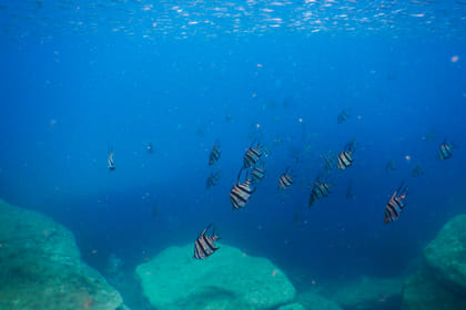 Private Snorkeling Tour of Sydney's Bronte-Coogee Reserve