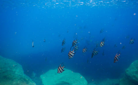 Private Snorkeling Tour of Sydney's Bronte-Coogee Reserve
