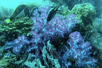 Phu Quoc Pro-Guided 1Day Tour Coral Reef Diving