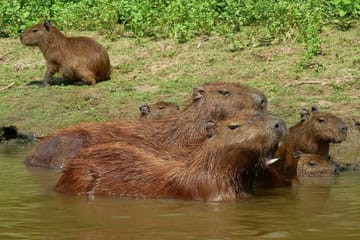 5-Day Jungle and Pampas Adventure in Rurrenabaque, Bolivia