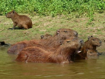 5-Day Jungle and Pampas Adventure in Rurrenabaque, Bolivia