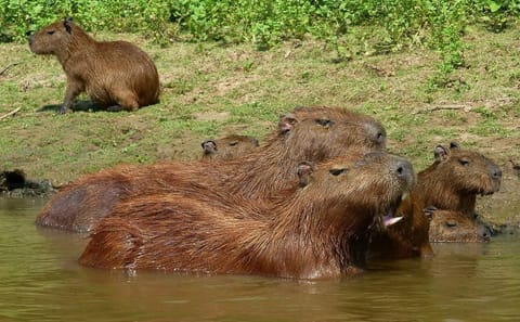 5-Day Jungle and Pampas Adventure in Rurrenabaque, Bolivia