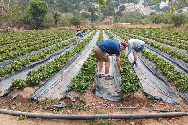 Private Half Day: Olive Oil, Krasi Village & Lasithi Plateau Tour 7