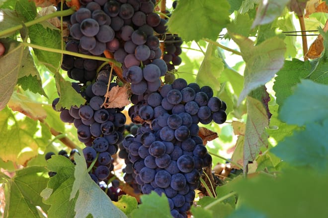 Castelao Red Wine Grape 