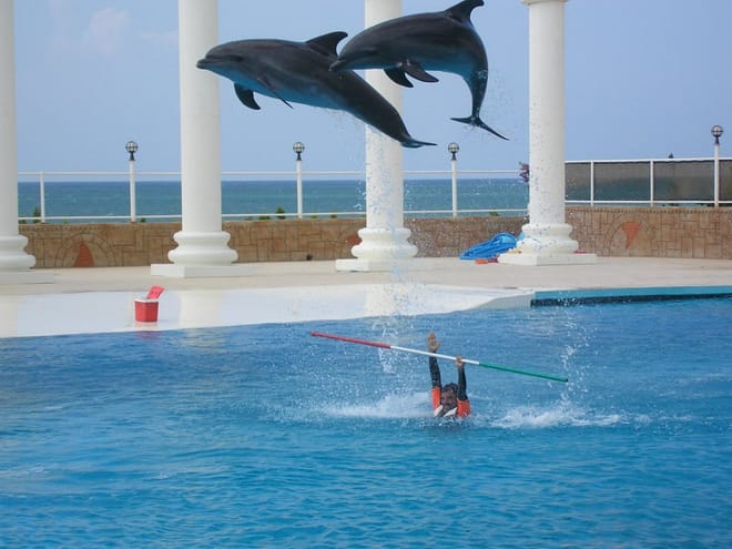 Alanya: Dolphin Show photo 2