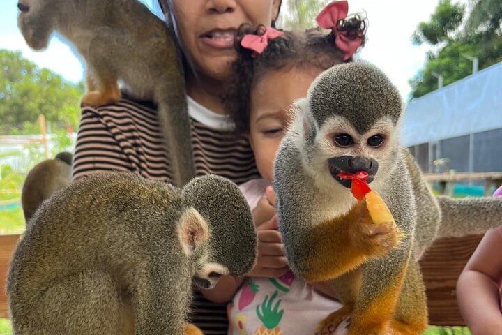 Damajagua Waterfalls and Monkey Private Van Tour